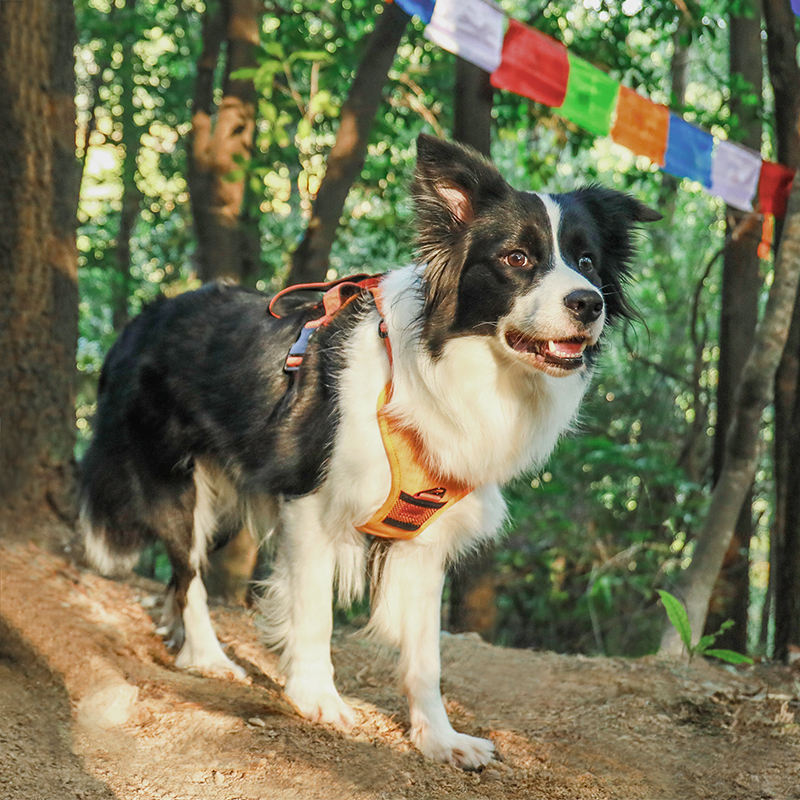 Clip’n’Go™ Built-in Retractable Leash