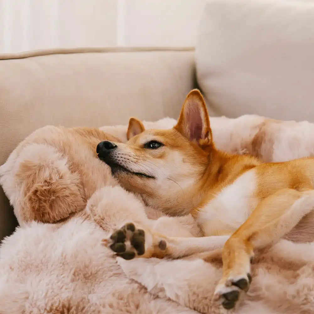 Fluffy Pet Mat – Calm Comfort & Couch Protection in One