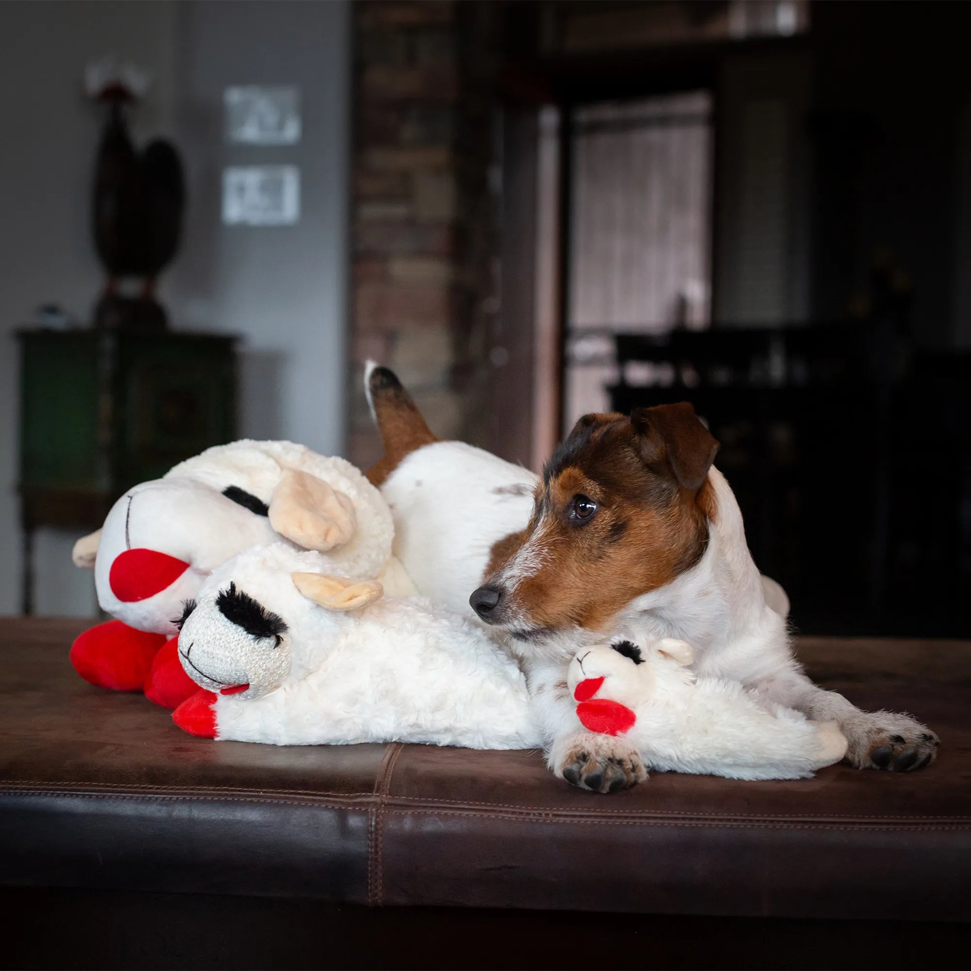 Lamb Chop™ Plush Dog Toy – Your Pup’s Favorite Snuggle & Play Buddy!