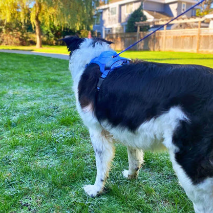 Clip’n’Go™ Built-in Retractable Leash