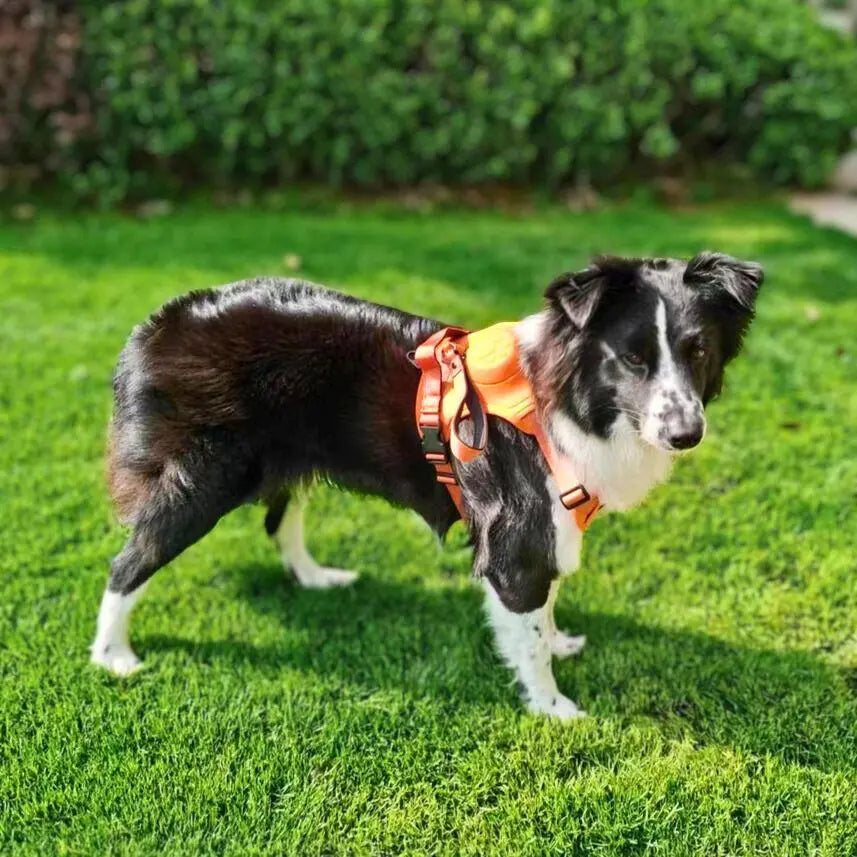 Clip’n’Go™ Built-in Retractable Leash