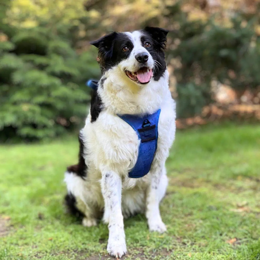 Clip’n’Go™ Built-in Retractable Leash
